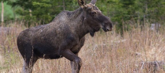  قطعة أرض في County of Bentheim, Germany رقم 293204 12