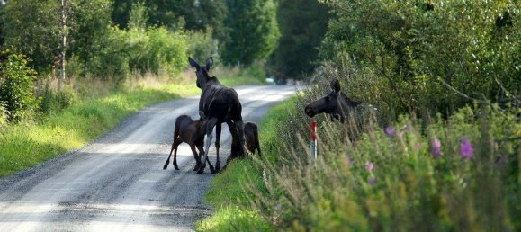  قطعة أرض في County of Bentheim, Germany رقم 293204 9