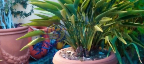 14 rooms Villa in Massarosa, Italy No. 288601 50