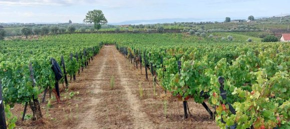 5 bedrooms House in Favaios, Portugal No. 190007 18