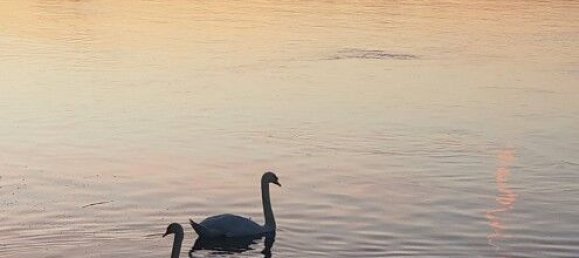 2 bedrooms Apartment in Saint-Louis, France No. 263862 22