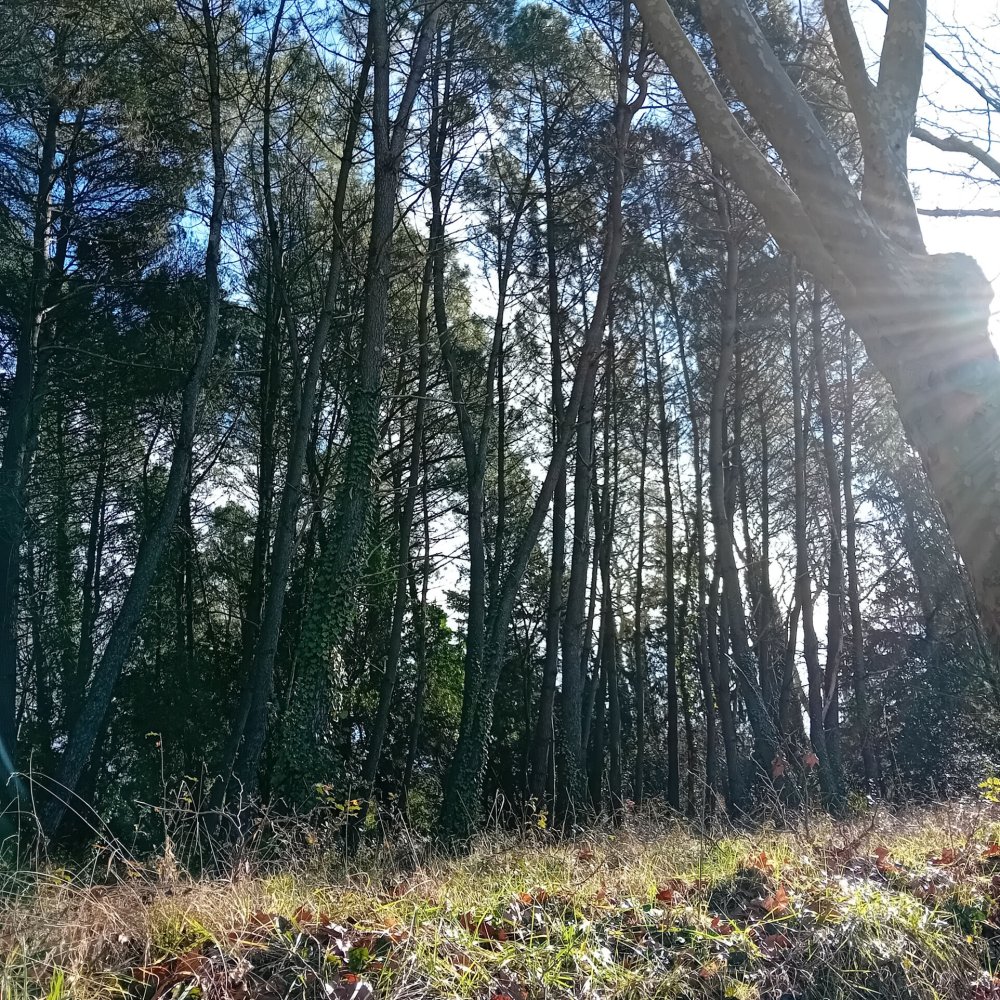  قطعة أرض في Occitanie, France رقم 292284