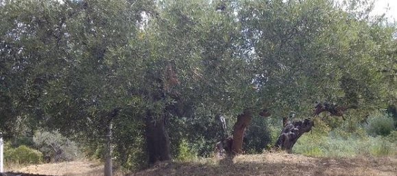  قطعة أرض في Basilicata, Italy 8000متر مربع رقم 300956 3