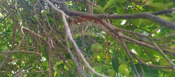 4 غرف نوم منزل في Sao Paio de Oleiros, Portugal رقم 17412 25