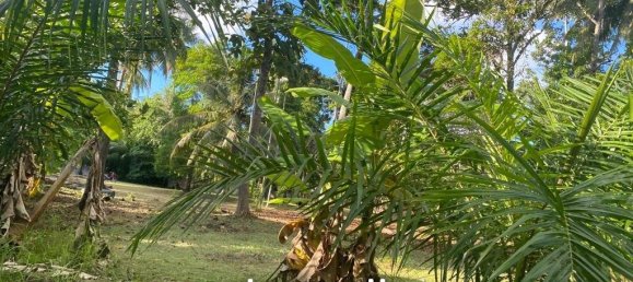  Commercial property in Wiang Sa, Thailand No. 14401 2