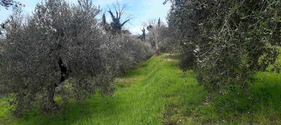 Grundstück in Palaia, Italy 4400m², Nr. 45116 3