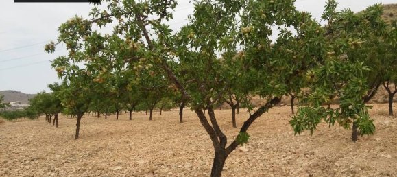  Land in Monovar, Spain No. 164648 3