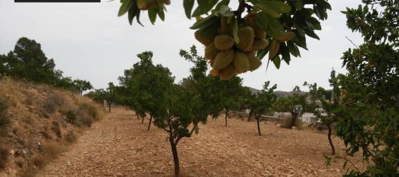  Land in Monovar, Spain No. 164648 5