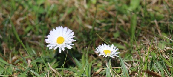 Land in Millstatt am See, Austria No. 256867 5