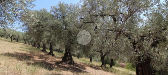 17680m² Land in Fara in Sabina, Italy No. 120622 7