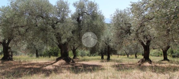 17680m² Land in Fara in Sabina, Italy No. 120622 4