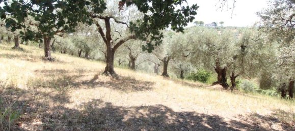 17680m² Land in Fara in Sabina, Italy No. 120622 3