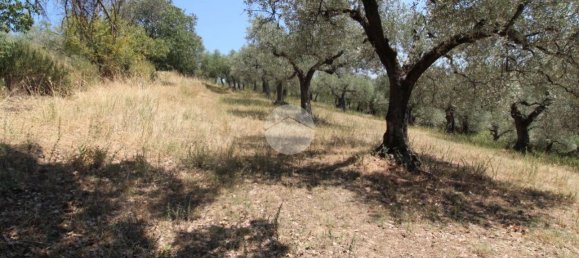 17680m² Land in Fara in Sabina, Italy No. 120622 13