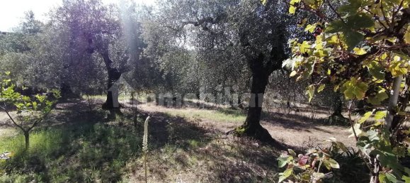 4650m² Land in Sant'Angelo Romano, Italy No. 149869 2