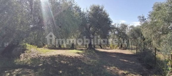 4650m² Land in Sant'Angelo Romano, Italy No. 149869 8