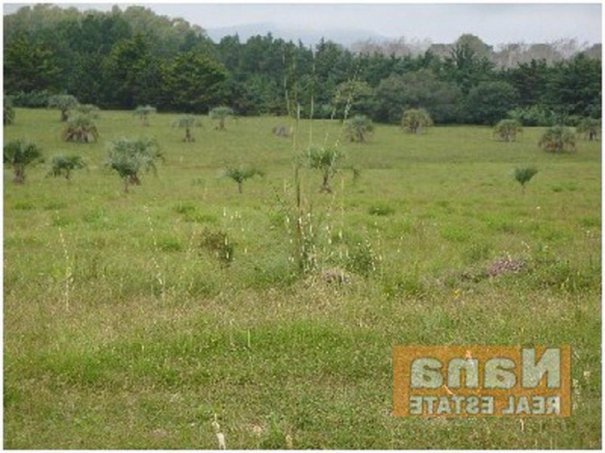  Farm in Maldonado, Uruguay No. 13959