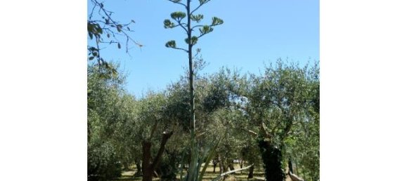 4غرفة شقة في Diano Marina, Italy رقم 291836 4