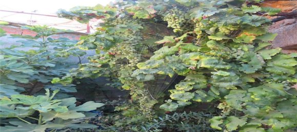 1 غرف نوم منزل في Salgueiro do Campo, Portugal رقم 31049 9