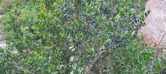 4 rooms Apartment in Tuscania, Italy No. 205233 29