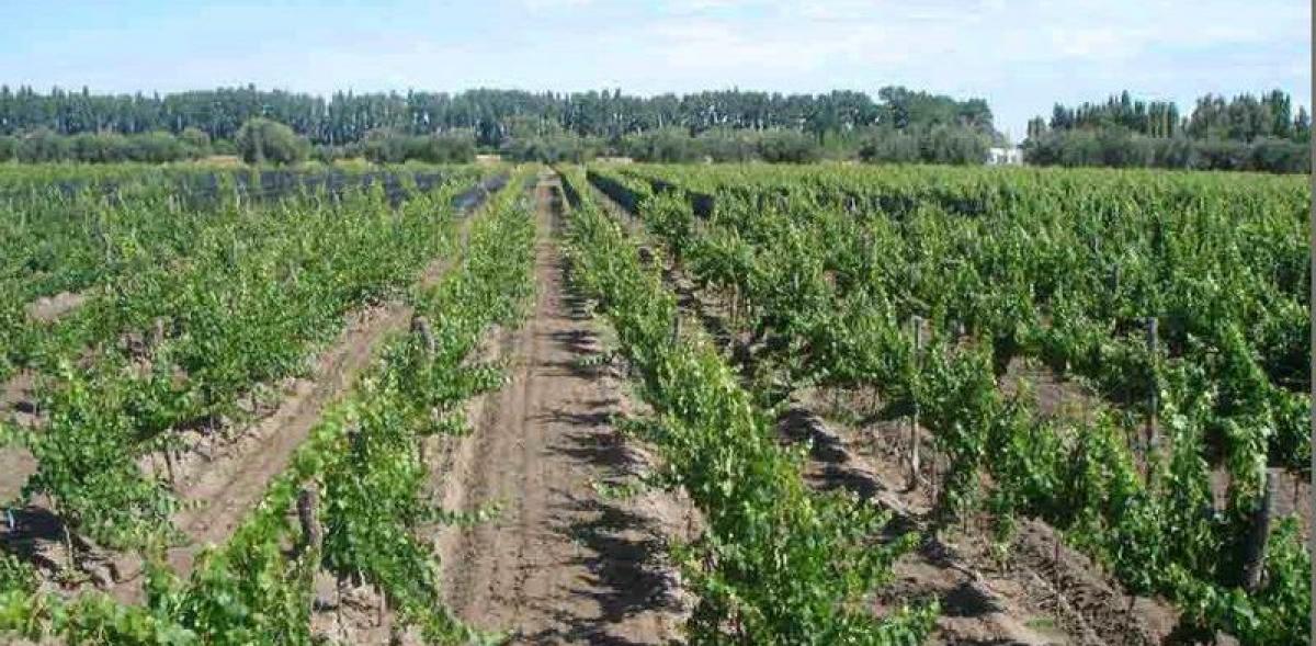  Land in Mendoza, Argentina No. 32805