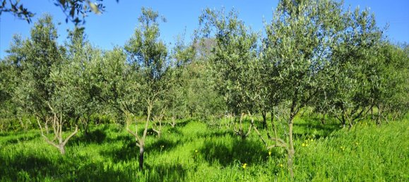 4 Schlafzimmer Gewerbliche Immobilie in Corfu, Greece, Nr. 7924 12