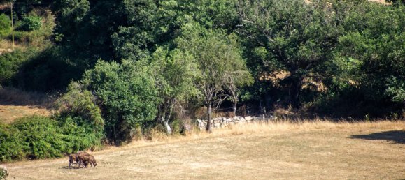 8غرفة منزل في Atzara, Italy رقم 256324 6