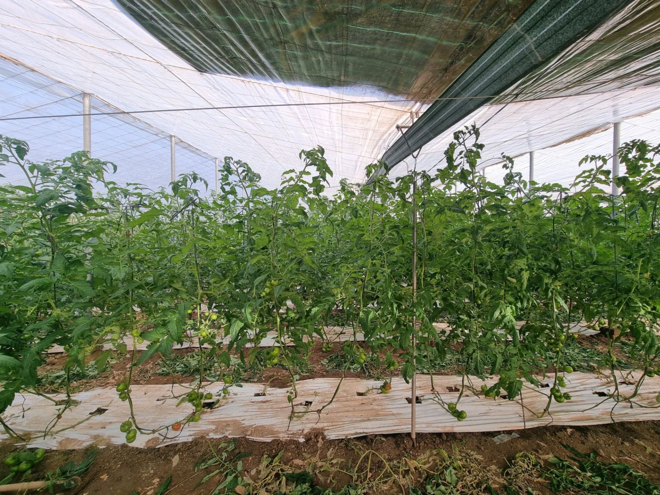  قطعة أرض في Almeria, Spain 3000متر مربع رقم 266630