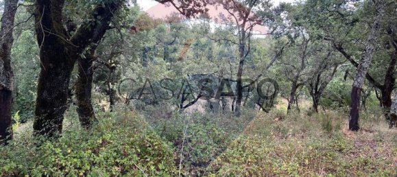 Grundstück in Macas de Dona Maria, Portugal, Nr. 200862 6