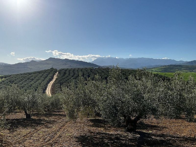 Terreno em Coin, Spain 9600 m² N.º 219633