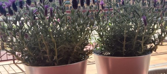 1 chambre Appartement à Murcia, Spain No. 113459 38