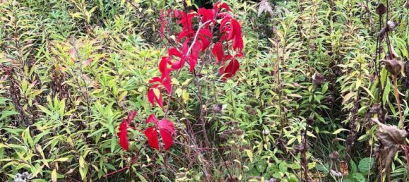 Grundstück in Kreuzberg, Germany, Nr. 311166 18