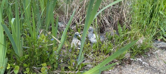 2 rooms House in Gussing, Austria No. 183743 16