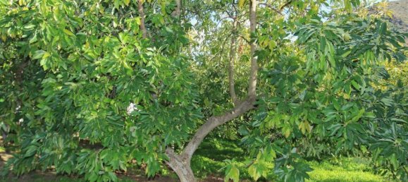 1 bedroom Land in Tolox, Spain No. 85312 28