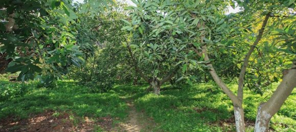 1 bedroom Land in Tolox, Spain No. 85312 29