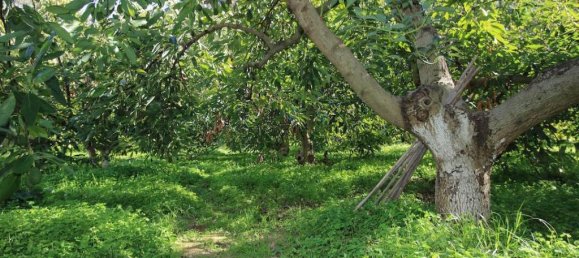 1 bedroom Land in Tolox, Spain No. 85312 30