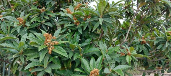 Terreno en Crotone, Italy 35000 m² No. 140493 16