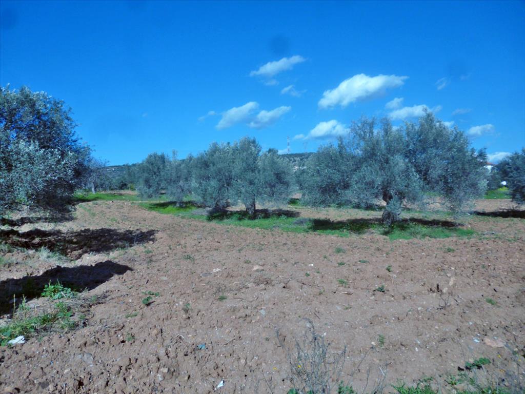 3500m² Hotel in Chalcis, Greece No. 7288