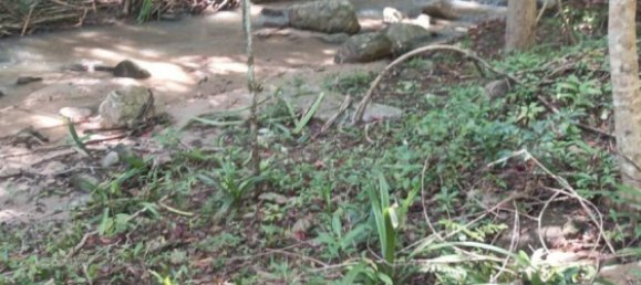  Commercial property in Surat Thani, Thailand No. 24888 3