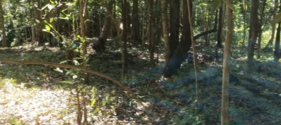  Commercial property in Surat Thani, Thailand No. 24888 2