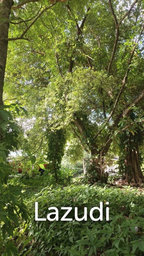  Commercial property in Surat Thani, Thailand No. 24888