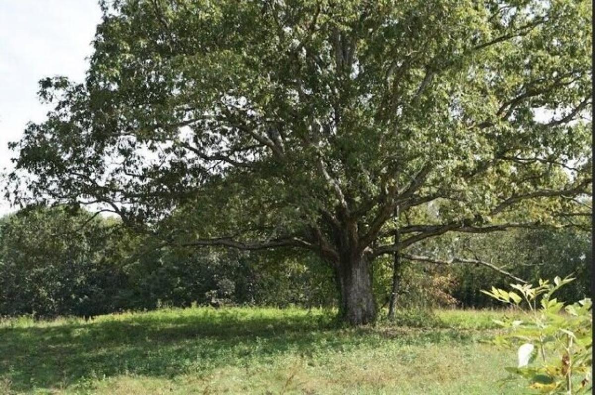  Land in Morehead, USA No. 482520