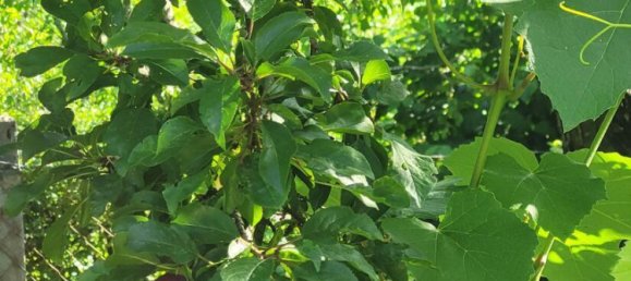 6 rooms Townhouse in Schwabach, Germany No. 273880 11