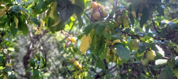 6 rooms Townhouse in Schwabach, Germany No. 273880 21