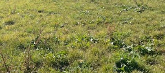  Land in Jallaucourt, France No. 75461 6