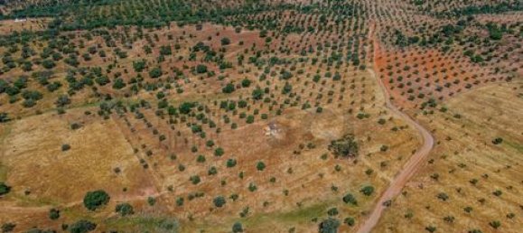 4 chambres Maison à Serpa, Portugal No. 190196 10