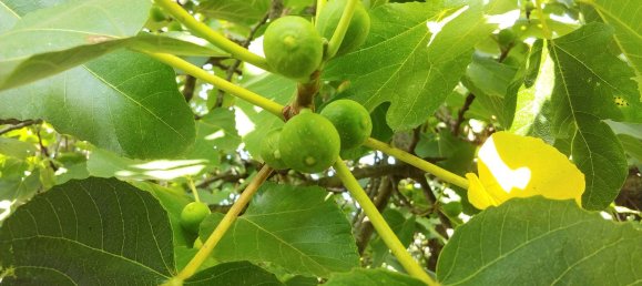 Дом с 4 спальнями в Арче, Италия № 255610 31