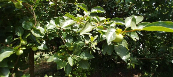 Дом с 4 спальнями в Арче, Италия № 255610 35