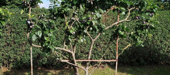  Land in Ostprignitz-Ruppin, Germany No. 348828 11