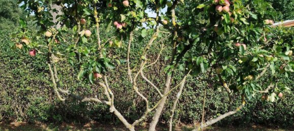  Land in Ostprignitz-Ruppin, Germany No. 348828 12