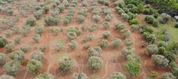 Terrain à Ostuni, Italy 21120m² No. 28010 4